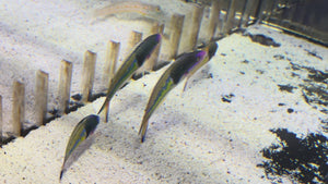 Royal Pencil Wrasse