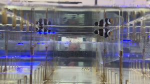 Black Ocellaris Clownfish – Captive Bred (First Generation From Wild Pair)