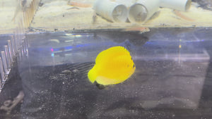 Flagfin Angelfish