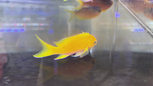 Square Anthias Female