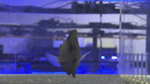 Lavender Tang