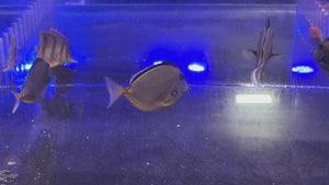 Naso Tang