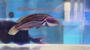 Laboute's wrasse