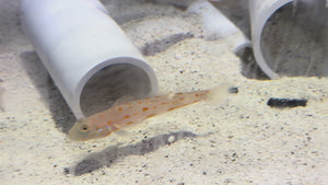 Diamond Goby
