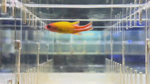 Manyline Perch
