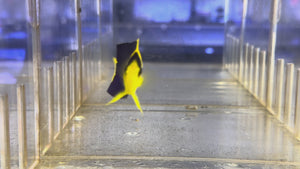 Bicolor Angelfish