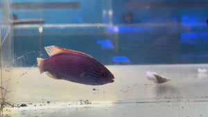 Lineatus Male