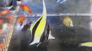 Moorish Idol