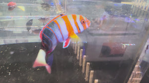 Australian Harlequin Tusk