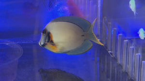 Chocolate Tang