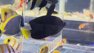 Personifer Anglefish