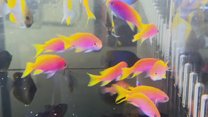 Bimaculatus Anthias