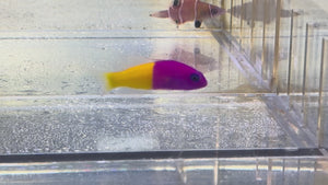 Royal Dottyback