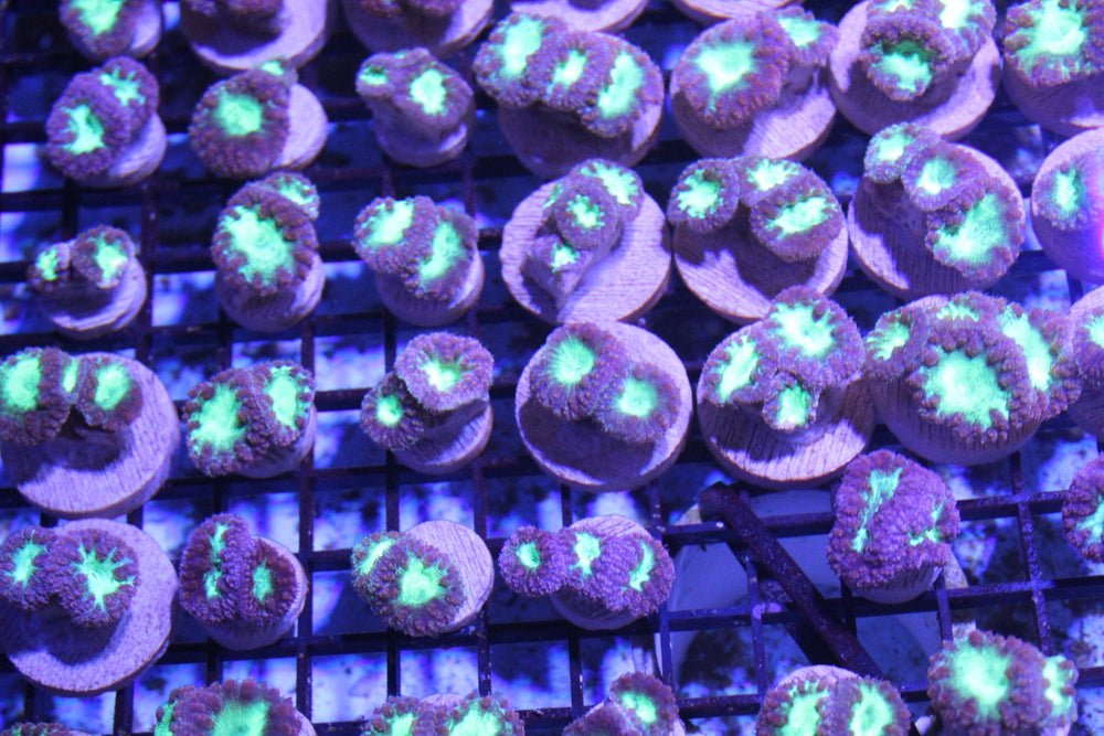 wholesale_coral - saltwater_fish saltwater_coral - rare corals - coralsdepot - Corals_Depot - live_corals - eye - catching - coral quality_marine_fish - quality - marine discoun