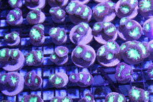 wholesale_coral - saltwater_fish saltwater_coral - rare corals - coralsdepot - Corals_Depot - live_corals - eye - catching - coral quality_marine_fish - quality - marine discoun