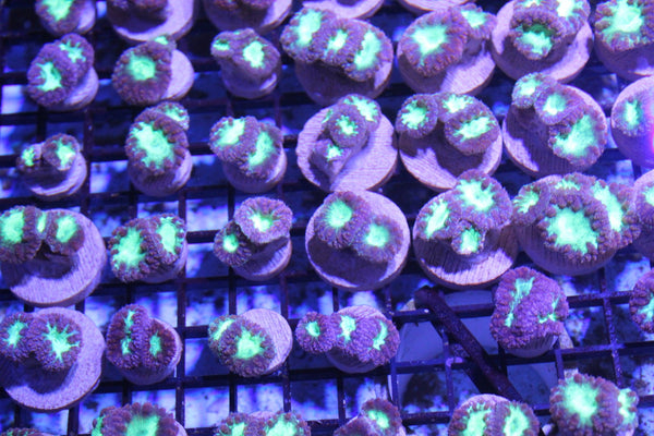wholesale_coral - saltwater_fish saltwater_coral - rare corals - coralsdepot - Corals_Depot - live_corals - eye - catching - coral quality_marine_fish - quality - marine discoun