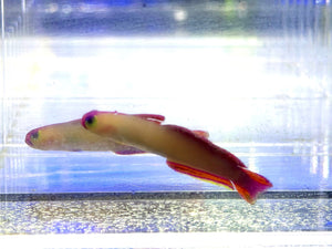 wholesale_coral - saltwater_fish saltwater_coral - rare corals - coralsdepot - Corals_Depot - live_corals - eye - catching - coral quality_marine_fish - quality - marine discoun