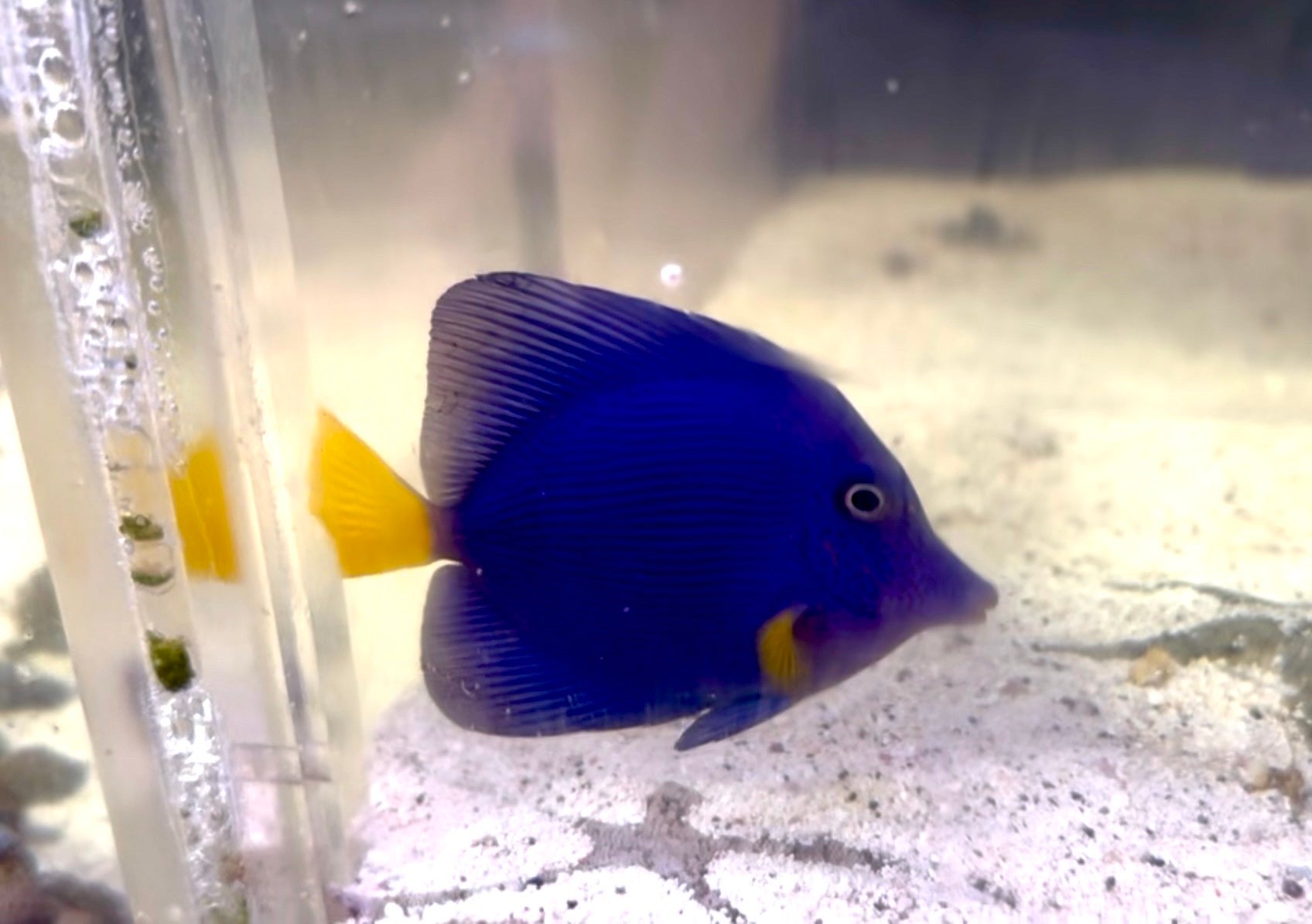 Purple Tang (Red Sea) - Coralsdepot