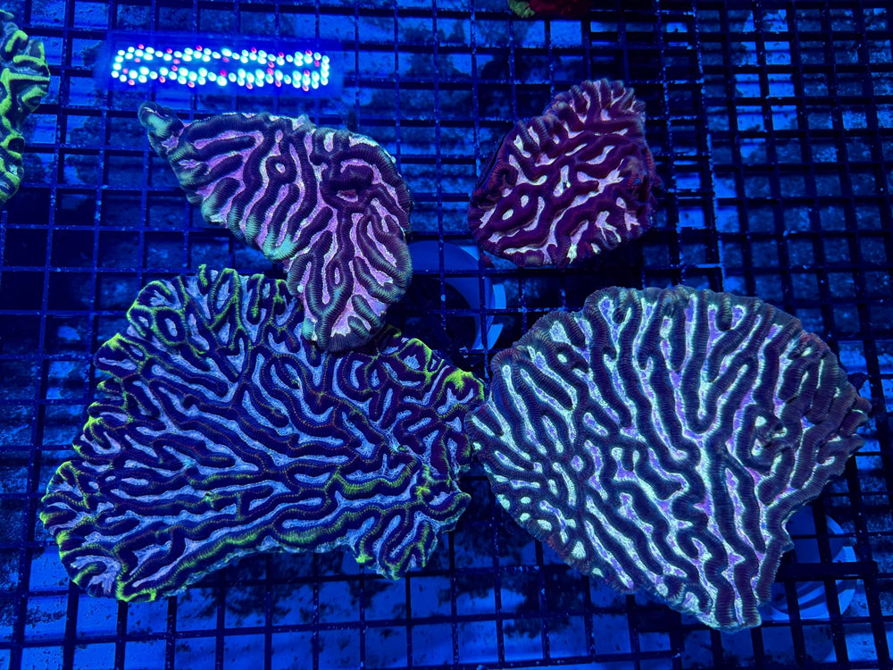 wholesale_coral - saltwater_fish saltwater_coral - rare corals - coralsdepot - Corals_Depot - live_corals - eye - catching - coral quality_marine_fish - quality - marine discoun