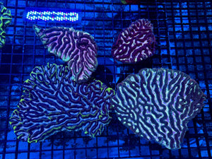 wholesale_coral - saltwater_fish saltwater_coral - rare corals - coralsdepot - Corals_Depot - live_corals - eye - catching - coral quality_marine_fish - quality - marine discoun