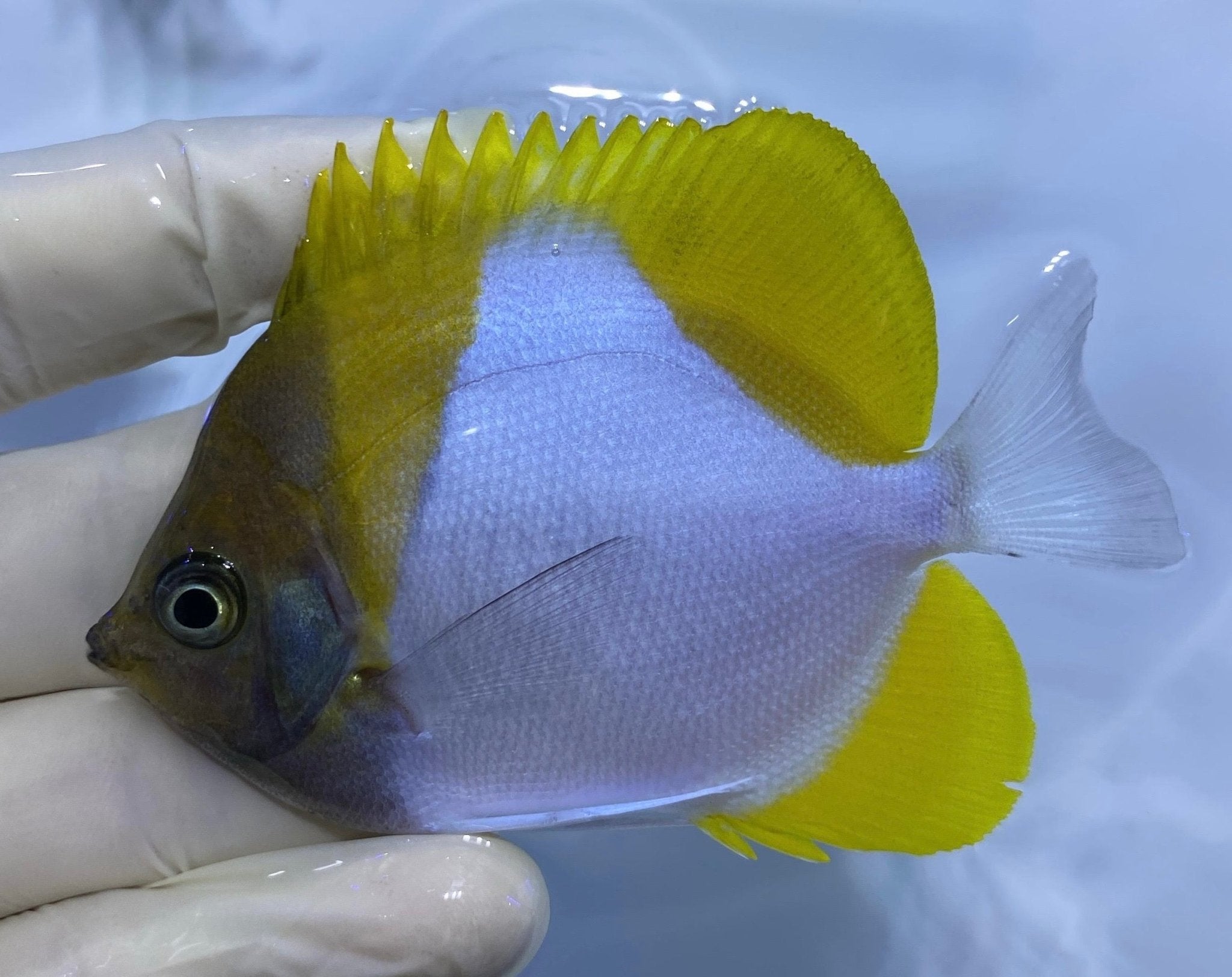 Pyramid Butterflyfish (Hemitaurichthys polylepis) | Reef Safe - Corals ...