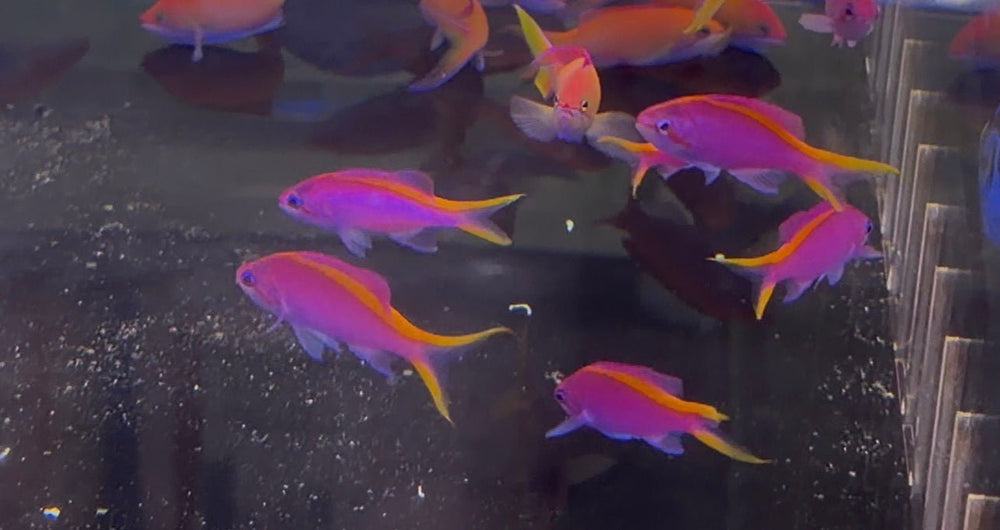 wholesale_coral - saltwater_fish saltwater_coral - rare corals - coralsdepot - Corals_Depot - live_corals - eye - catching - coral quality_marine_fish - quality - marine discoun