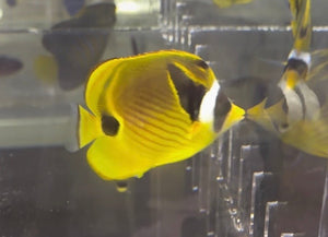 wholesale_coral - saltwater_fish saltwater_coral - rare corals - coralsdepot - Corals_Depot - live_corals - eye - catching - coral quality_marine_fish - quality - marine discoun