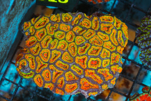 wholesale_coral - saltwater_fish saltwater_coral - rare corals - coralsdepot - Corals_Depot - live_corals - eye - catching - coral quality_marine_fish - quality - marine discoun