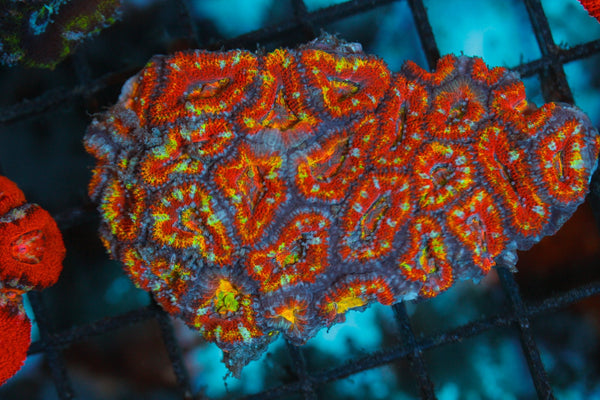 wholesale_coral - saltwater_fish saltwater_coral - rare corals - coralsdepot - Corals_Depot - live_corals - eye - catching - coral quality_marine_fish - quality - marine discoun