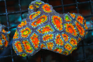 wholesale_coral - saltwater_fish saltwater_coral - rare corals - coralsdepot - Corals_Depot - live_corals - eye - catching - coral quality_marine_fish - quality - marine discoun