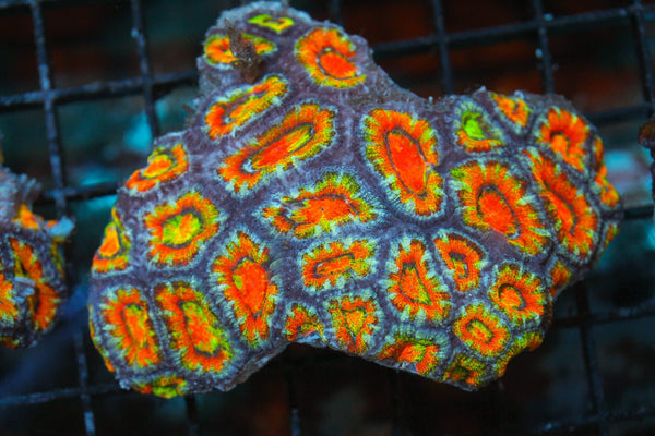 wholesale_coral - saltwater_fish saltwater_coral - rare corals - coralsdepot - Corals_Depot - live_corals - eye - catching - coral quality_marine_fish - quality - marine discoun