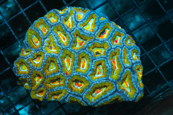 wholesale_coral - saltwater_fish saltwater_coral - rare corals - coralsdepot - Corals_Depot - live_corals - eye - catching - coral quality_marine_fish - quality - marine discoun