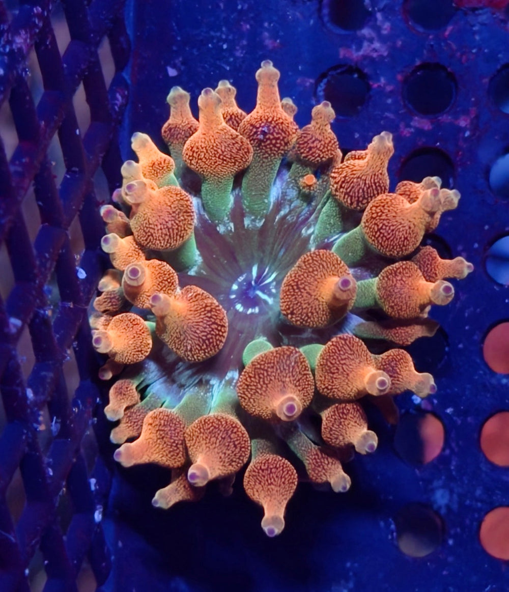 wholesale_coral - saltwater_fish saltwater_coral - rare corals - coralsdepot - Corals_Depot - live_corals - eye - catching - coral quality_marine_fish - quality - marine discoun
