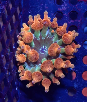 wholesale_coral - saltwater_fish saltwater_coral - rare corals - coralsdepot - Corals_Depot - live_corals - eye - catching - coral quality_marine_fish - quality - marine discoun