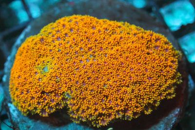 wholesale_coral - saltwater_fish saltwater_coral - rare corals - coralsdepot - Corals_Depot - live_corals - eye - catching - coral quality_marine_fish - quality - marine discoun