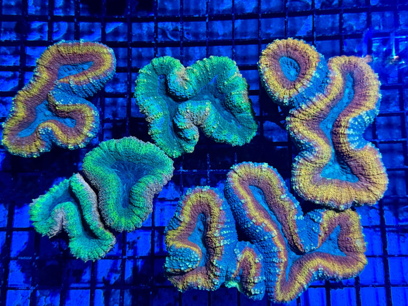 Lobophyllia Coral growth and spreading