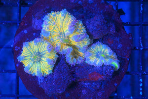 wholesale_coral - saltwater_fish saltwater_coral - rare corals - coralsdepot - Corals_Depot - live_corals - eye - catching - coral quality_marine_fish - quality - marine discoun