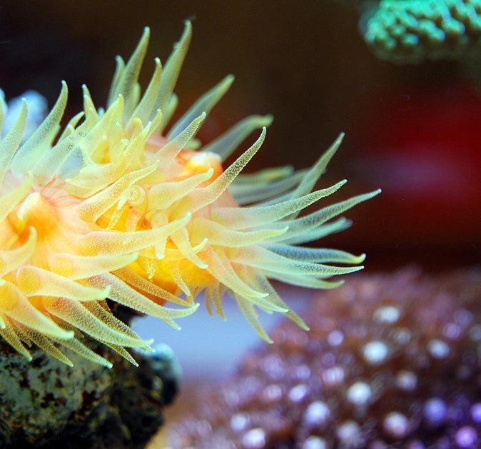 Close-up of a vibrant yellow anemone with blurred colorful corals in the background.