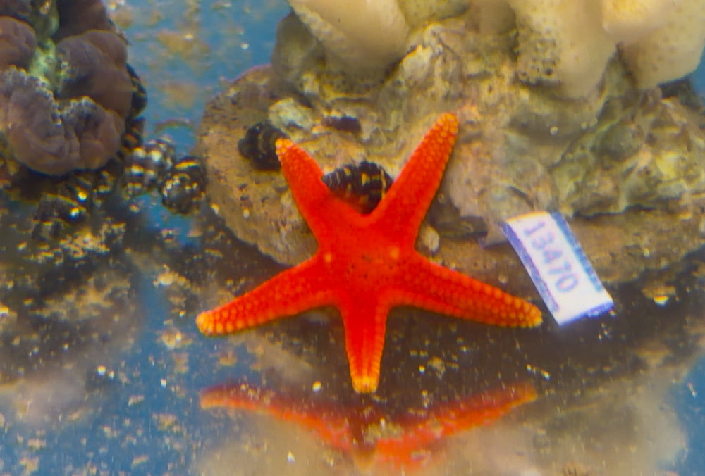 wholesale_coral - saltwater_fish saltwater_coral - rare corals - coralsdepot - Corals_Depot - live_corals - eye - catching - coral quality_marine_fish - quality - marine discoun