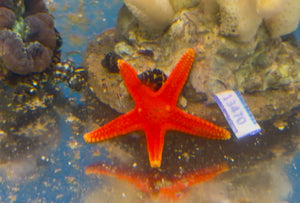 wholesale_coral - saltwater_fish saltwater_coral - rare corals - coralsdepot - Corals_Depot - live_corals - eye - catching - coral quality_marine_fish - quality - marine discoun