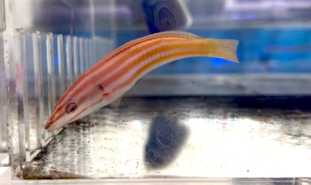 wholesale_coral - saltwater_fish saltwater_coral - rare corals - coralsdepot - Corals_Depot - live_corals - eye - catching - coral quality_marine_fish - quality - marine discoun