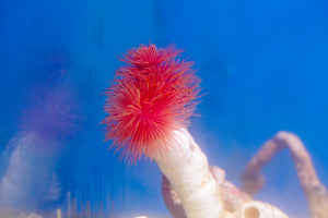 wholesale_coral - saltwater_fish saltwater_coral - rare corals - coralsdepot - Corals_Depot - live_corals - eye - catching - coral quality_marine_fish - quality - marine discoun