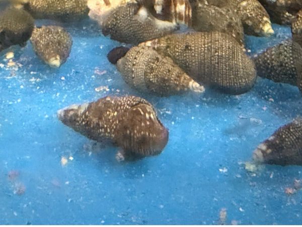 wholesale_coral - saltwater_fish saltwater_coral - rare corals - coralsdepot - Corals_Depot - live_corals - eye - catching - coral quality_marine_fish - quality - marine discoun