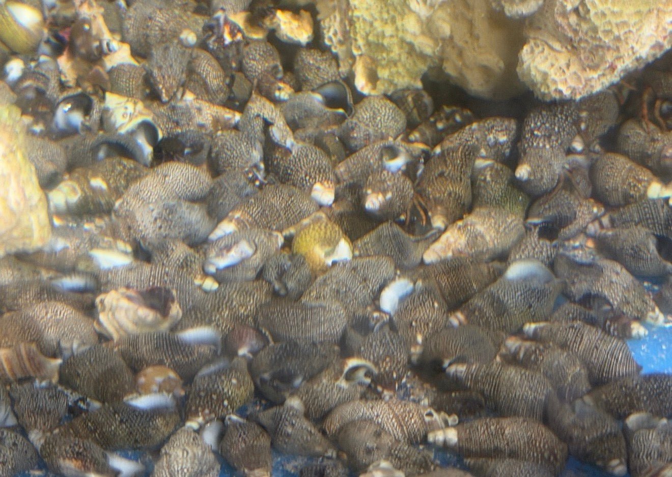 Red Leg Hermit Crab Bulk Lot - Corals Depot
