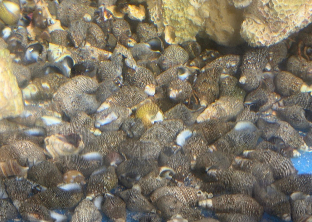 wholesale_coral - saltwater_fish saltwater_coral - rare corals - coralsdepot - Corals_Depot - live_corals - eye - catching - coral quality_marine_fish - quality - marine discoun