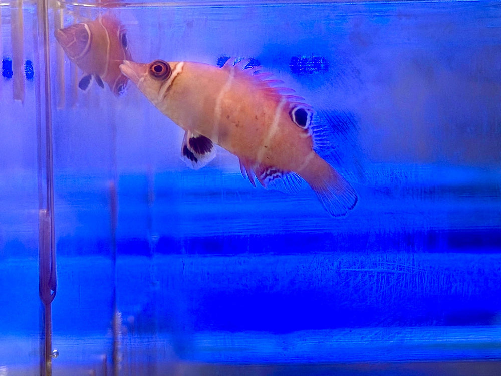 wholesale_coral - saltwater_fish saltwater_coral - rare corals - coralsdepot - Corals_Depot - live_corals - eye - catching - coral quality_marine_fish - quality - marine discoun