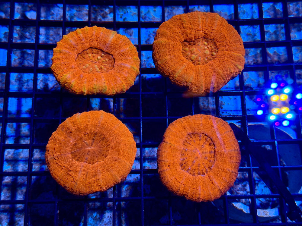 wholesale_coral - saltwater_fish saltwater_coral - rare corals - coralsdepot - Corals_Depot - live_corals - eye - catching - coral quality_marine_fish - quality - marine discoun