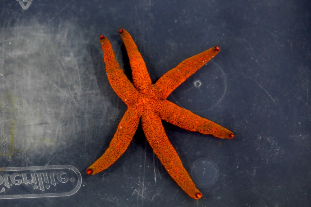 wholesale_coral - saltwater_fish saltwater_coral - rare corals - coralsdepot - Corals_Depot - live_corals - eye - catching - coral quality_marine_fish - quality - marine discoun