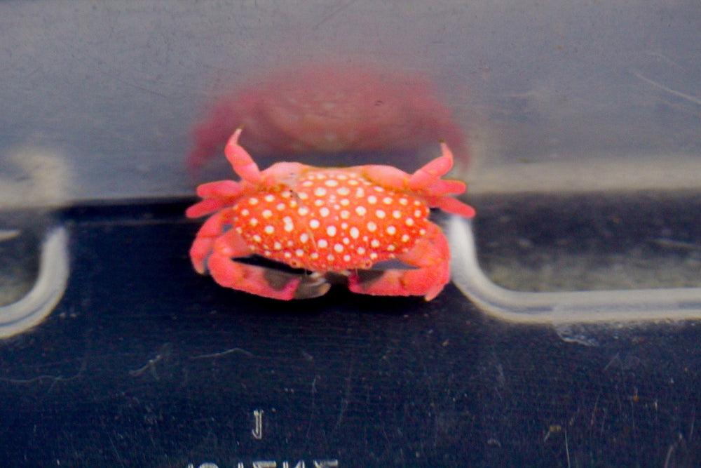 wholesale_coral - saltwater_fish saltwater_coral - rare corals - coralsdepot - Corals_Depot - live_corals - eye - catching - coral quality_marine_fish - quality - marine discoun