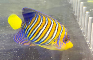 wholesale_coral - saltwater_fish saltwater_coral - rare corals - coralsdepot - Corals_Depot - live_corals - eye - catching - coral quality_marine_fish - quality - marine discoun